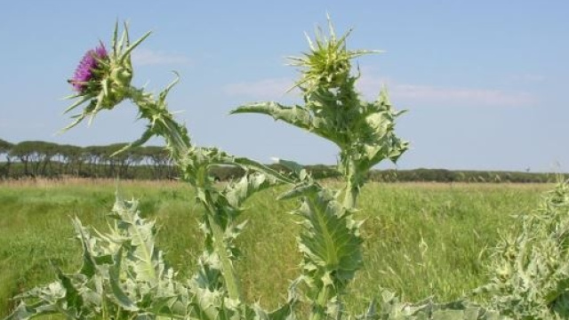 Silimarina da cardo mariano come epatoprotettore.