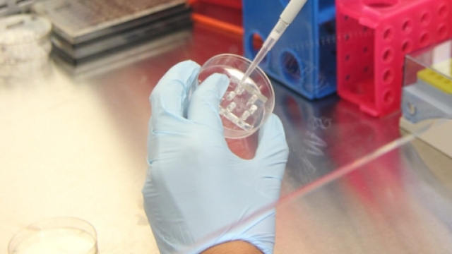 Zika e sperimentazione genetica