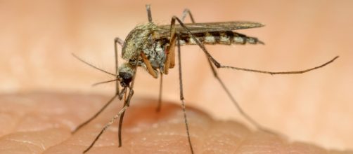 As&iacute; se transmite el virus zika