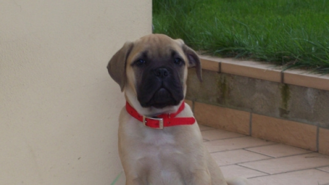 Cane sbranato dai cinghiali in Liguria