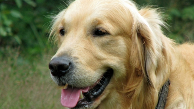Meticcia di Golden Retriever seviziata