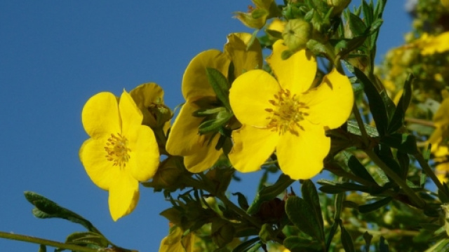 Potentilla, fiori per la Festa della Mamma