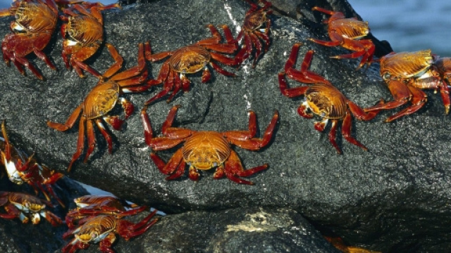 Granchi in fuga dai mari troppo caldi