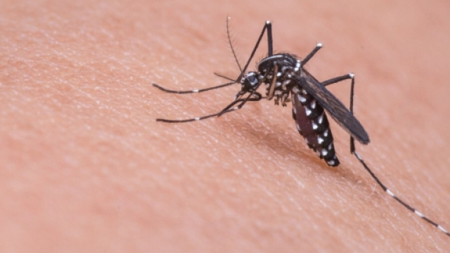 Zanzara tigre, possibile veicolo di Zika