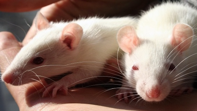 Ratti oggi anche animali da compagnia