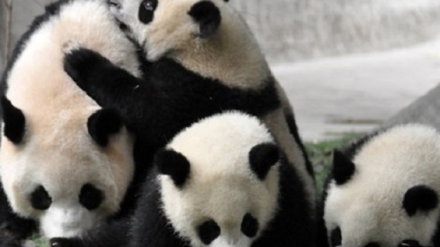 Essere pagati per coccolare panda!