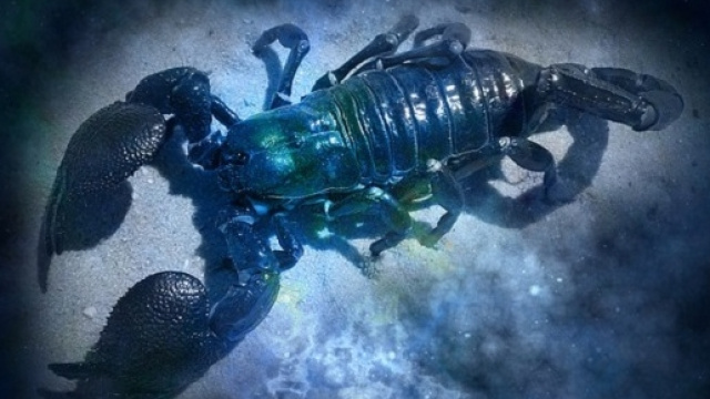 Oroscopo gennaio 2016 Scorpione: le previsioni