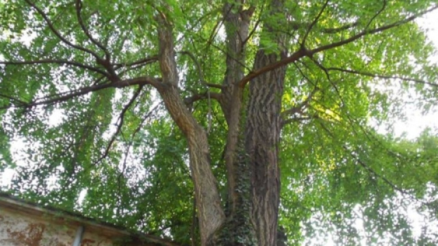 Gli alberi assorbono l'inquinamento