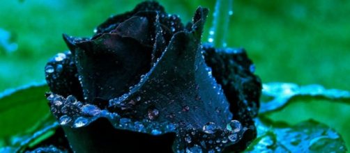 As lindas rosas negras de Halfeti na Turquia