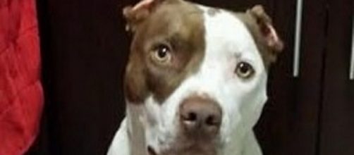 Hannah is a loving, friendly companion, By C. Lee home photo