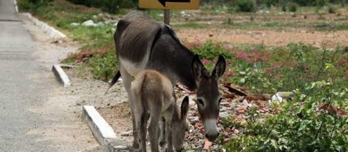 Substitu&iacute;do por motocicletas, o burro tornou-se um inc&ocirc;modo nos &uacute;ltimos anos.