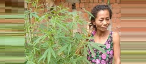 Mulher plantava maconha achando que era coentro.