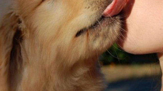 Farsi leccare dal proprio cane pu&ograve; essere pericoloso per la salute