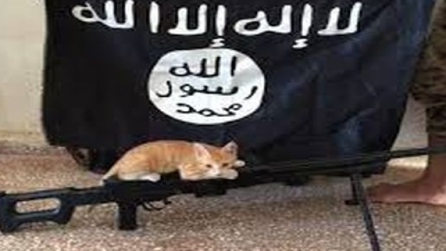 I gatti nella pubblicit&agrave; dell'ISIS.
