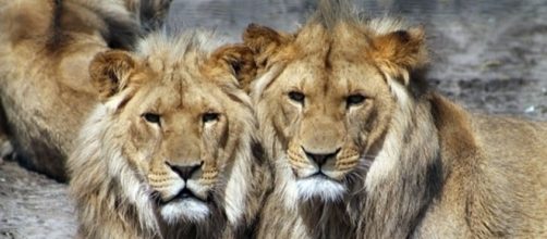 African lions / Photo by Aboeka, CCO Public Domain, via Pixabay.com