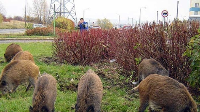 Danni ai campi ed agli allevamenti per colpa di cinghiali, lupi e cos&igrave; via