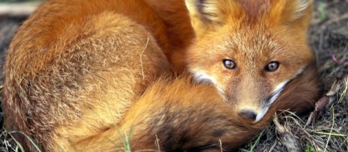 Red Fox - nationalgeographic.com