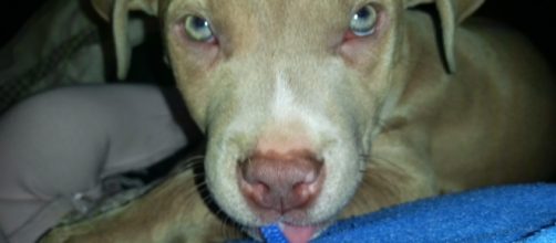 Pitbull puppy did not deserve to die in oven by https://morguefile.com/creative/502artistb/1/all