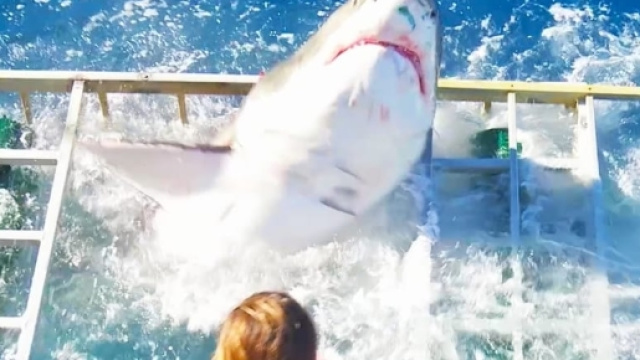 Squalo bianco entra in una gabbia per sub: panico in Messico