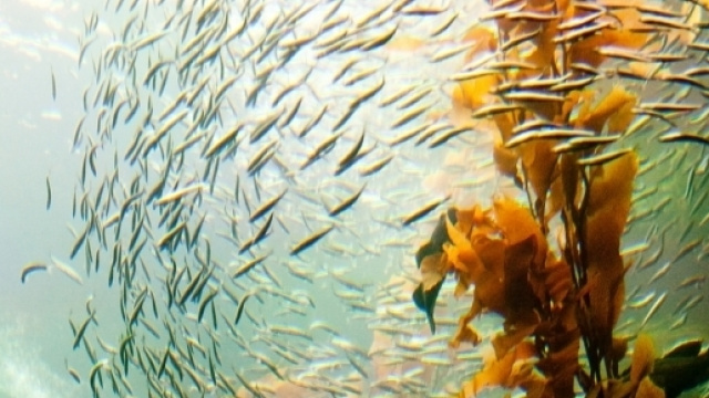 In Tasmania l'ennesimo disastro ecologico: un'ondata di calore devasta una foresta di kelp