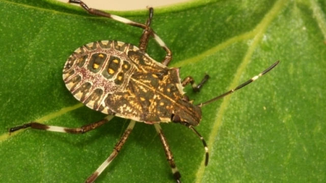 L'Italia invasa dalla cimice asiatica, danni all'agricoltura