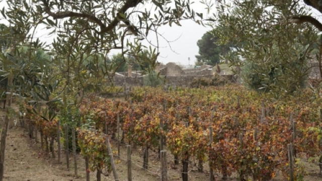 Torna la vendemmia negli Scavi di Pompei - 1 di 1 - Napoli ... - repubblica.it