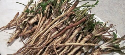 Raiz milagrosa que combate o c&acirc;ncer