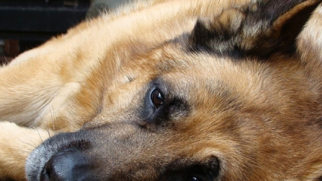 Cane seviziato e bruciato caltanissetta