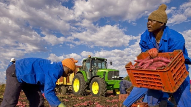 Alcuni lavoratori immigrati impegnati nella raccolta