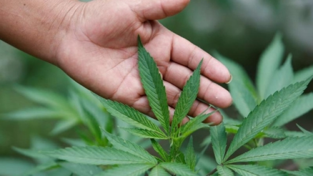 Legalizzare la Cannabis in Italia