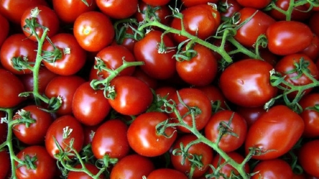 Coldiretti: "Importazioni pomodoro dalla Cina aumentate del 680 ... - retenews24.it