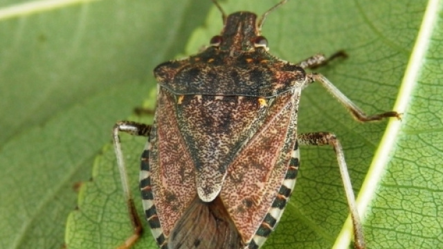 Cimice Marmorata asiatica: allarme Coldiretti Nord Italia