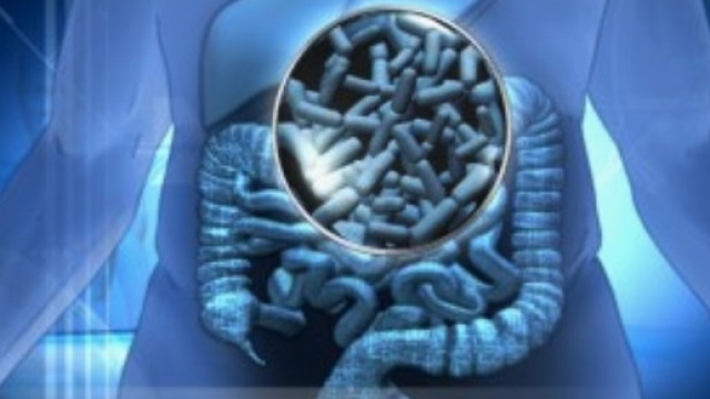 La disbiosi intestinale influenza l'insorgenza delle malattie autoimmuni.