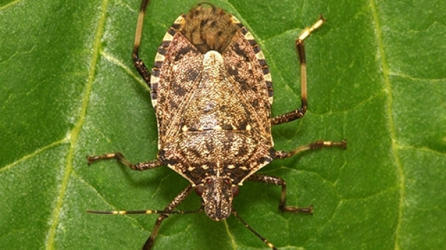 Esemplare di Halyomorpha Halys, cimice marrone
