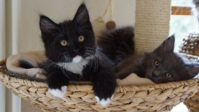 Gatti in casa e schizofrenia: pulire sempre la lettiera