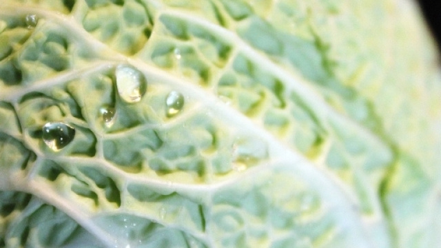 Involtini di polpette e verze, cotti al forno