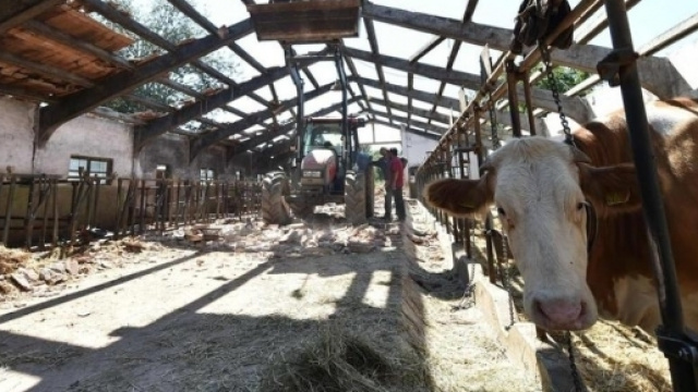 Le stalle di emergenza promesse agli allevatori di Amatrice ancora non sono arrivate.