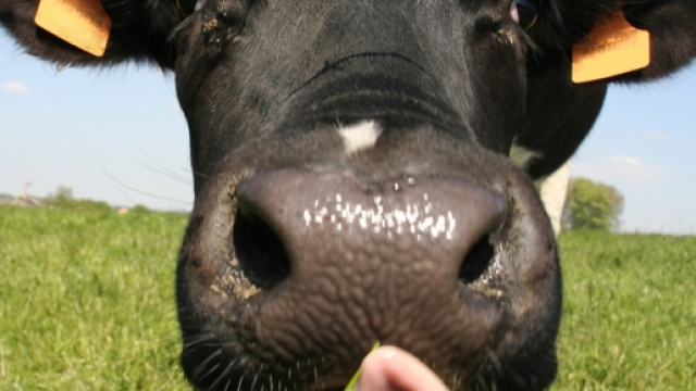 Les vaches &eacute;mettent 135,6 millions de tonnes d'&eacute;quivalent dioxyde de carbone dans l'atmosph&egrave;re chaque ann&eacute;e. (Photo: The Washington Post)