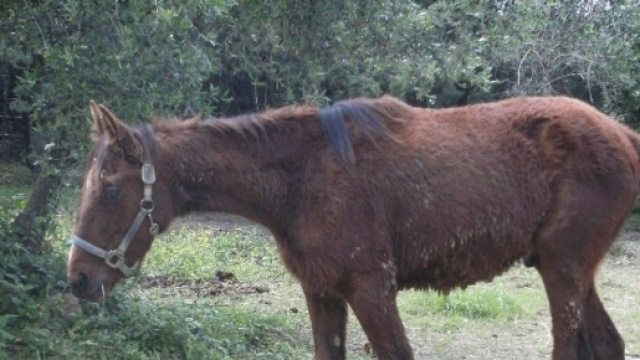 Cavalli dopati per corse clandestine
