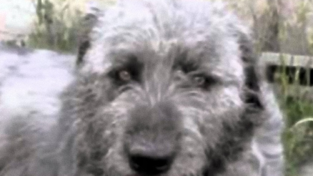 Il povero cane era stato trascinato per metri con il gancio traino dell'auto.