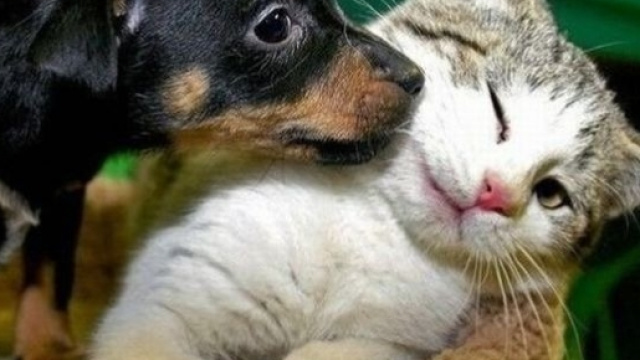 Cani e gatti possono ammalarsi di diabete