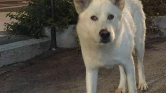 In marcia su Sangineto, il paese dove &egrave; stato ucciso il cane Angelo
