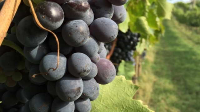 Vino Naturale, la rivoluzione &egrave; gia qui! | Laboratorio Enologico ... - laboratorioenologicotoscano.it