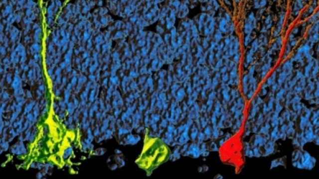 Cellule staminali (in giallo) e un neurone maturo (in rosso) da: http://www.nature.com/nature/journal/v493/n7431/full/nature11689.html