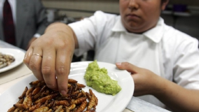 Insetti sulle tavole: il via libera