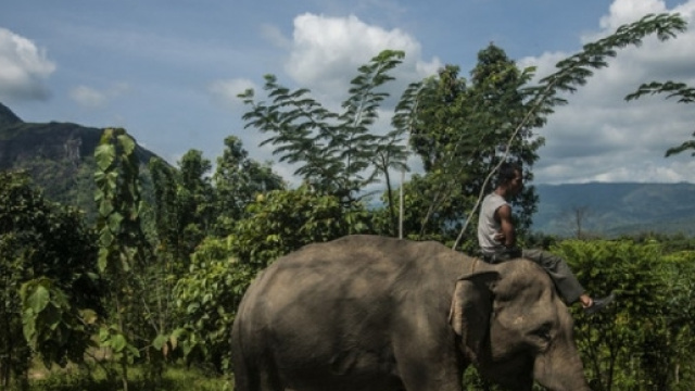 WWF: &ldquo;Mondo selvaggio addio? Entro 2020 spariranno due terzi delle ... - agoramagazine.it