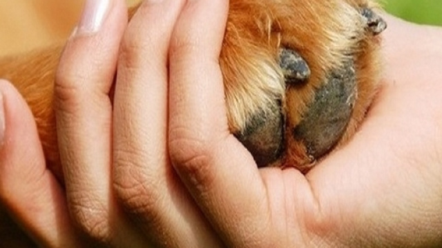 Esperimento di pet teraphy sui malati di Parkinson