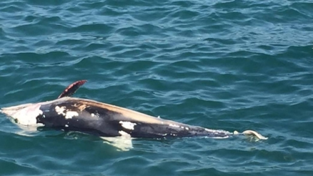 Lungomare Liberato: delfino nei mari di Aci Trezza