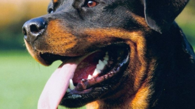 Rottweiler aggrediscono uomo a Bari, amputate le gambe