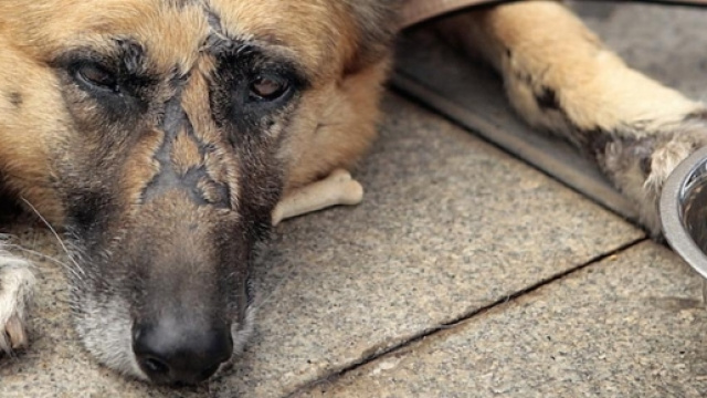 Secondo la relazione "Aspetti psicopatologici del maltrattamento sugli animali" chi &egrave; crudele con gli animali &egrave; pericoloso anche per l'uomo.